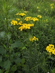 Tanacetum vulgare