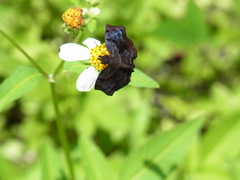 Helias phalaenoides