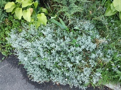 Cerastium biebersteinii