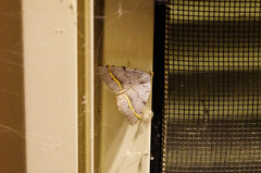 Macaria quadrilinearia