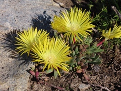 Cheiridopsis rostrata