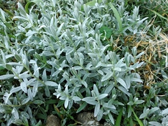 Cerastium biebersteinii