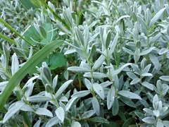 Cerastium biebersteinii