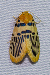 Stigmatophora palmata
