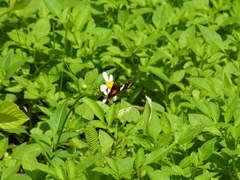 Heliconius ricini insulanus