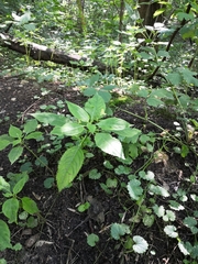 Impatiens parviflora
