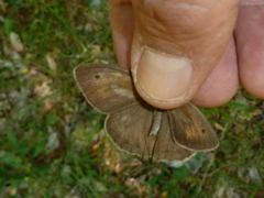 Hyponephele lupinus