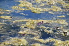 Erythromma