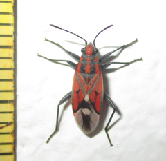 Haemobaphus concinnus