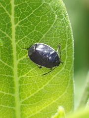 Sehirus cinctus cinctus