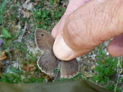 Hyponephele lycaon