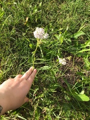 Achillea millefolium