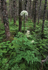 Angelica saxatilis