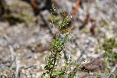 Enallagma cyathigerum