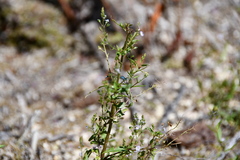 Enallagma cyathigerum