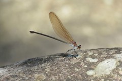 Archineura incarnata