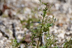 Enallagma cyathigerum