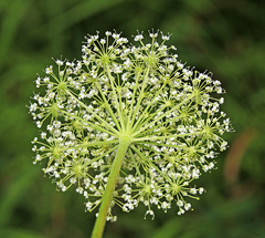 Angelica saxatilis