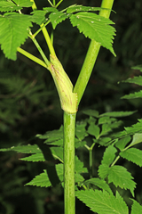 Angelica saxatilis