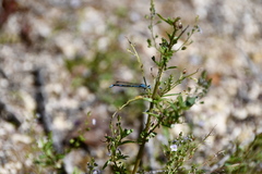 Enallagma cyathigerum