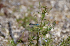 Enallagma cyathigerum