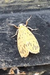 Miltochrista malayproducta