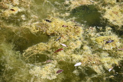 Erythromma viridulum