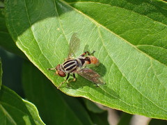 Anasimyia