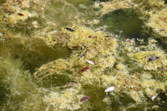 Erythromma viridulum