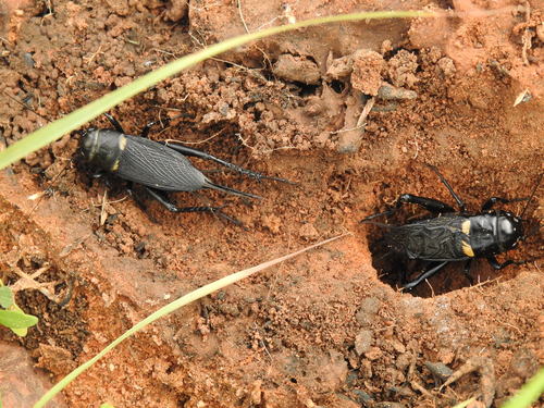 Southern Field Cricket