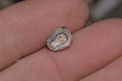 Patelloida latistrigata