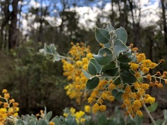 Acacia podalyriifolia