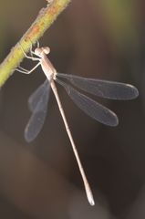 Lestes concinnus