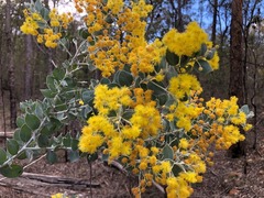 Acacia podalyriifolia