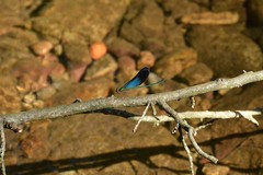 Matrona basilaris