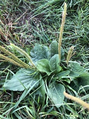 Plantago major