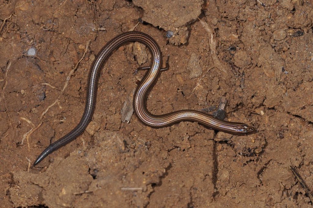 Lined Supple Skink