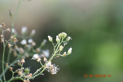 Cyanthillium cinereum