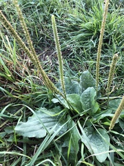 Plantago major