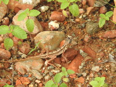 Sitana