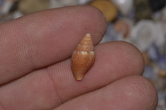 Pardalinops testudinaria
