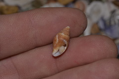 Pardalinops testudinaria