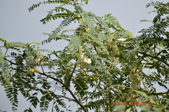 Sesbania grandiflora