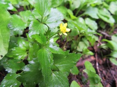Ranunculus cantoniensis