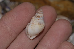 Agnewia tritoniformis