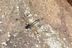 Gomphidia fukienensis