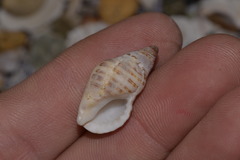 Agnewia tritoniformis