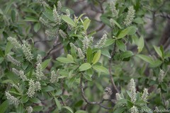 Salix glauca acutifolia