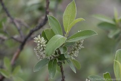 Salix glauca acutifolia