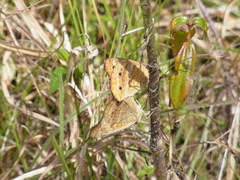 Junonia genoveva
